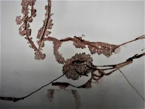 Lies Cosijn - Vooraanstaand Keramiste -Twee (2) Inkt tekeningen "Fietje" fraai ingelijst kopen? Bied vanaf 48!