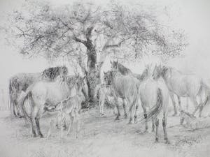 Piet Klaasse - Paarden en Veulens - Litho kopen? Bied vanaf 45!