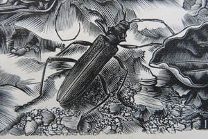 Dirk van Gelder - Weergave van de natuur met bloemen,insect en salamander. kopen? Bied vanaf 110!