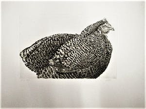 Han van Hagen - Ambachtelijk Graficus - Kleine oplage Ets - Korhoender - potloodgesigneerd kopen? Bied vanaf 29!