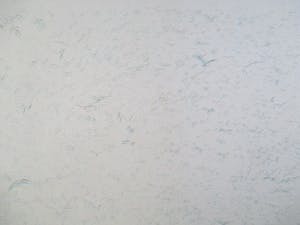 Josephine Sloet - Zeefdruk kopen? Bied vanaf 30!