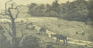 Dirk Homberg - Sawa's Java kopen? Bied vanaf 150!