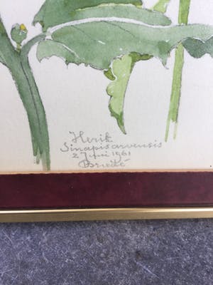 Johan Briede - B1253-3, Herik Sinapsis Arvensis (bloemstudie) kopen? Bied vanaf 195!