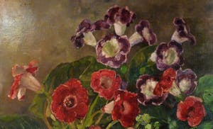 Jacobus Doeser - Glocksinia's kopen? Bied vanaf 350!