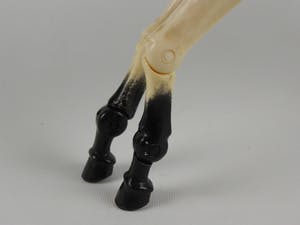 Curiosa - Levensecht modelpaard met alle beengewrichten kopen? Bied vanaf 1!