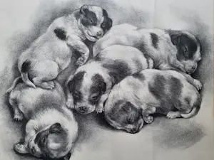 Aart van Dobbenburgh - "Puppies". kaufen? Bieten Sie von 75!