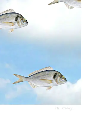 Mr. Strange - A Contre-courant! kopen? Bied vanaf 100!