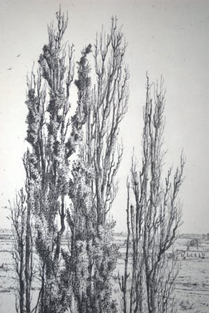 Jan Coenraad Nachenius - ets - Gezicht op de Rijn vanaf de Wageningse berg kopen? Bied vanaf 40!