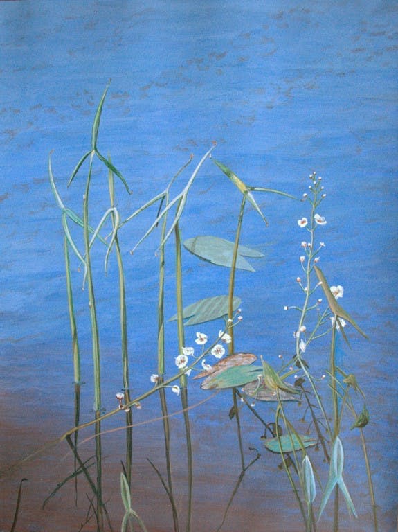 Niet of onleesbaar gesigneerd -  gesigneerde gouache - bloeiende waterplanten - GRATIS VERZENDING NL kopen? Bied vanaf 40!