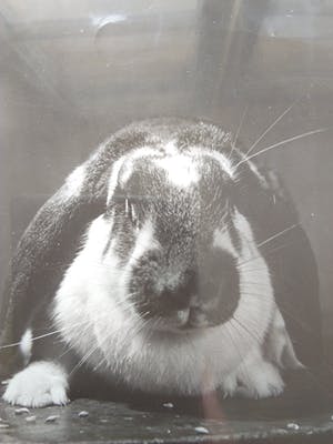 Aart Klein - & Henk Jonker - Konijn. kopen? Bied vanaf 20!