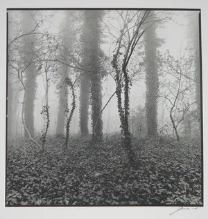 Ralph Janowski - Mooie zwart/wit print, Klimop kopen? Bied vanaf 1!