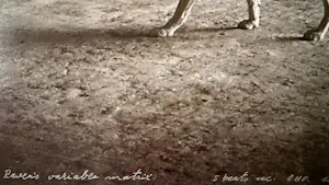 Panamarenko - Raven's Variable Matrix kopen? Bied vanaf 225!