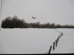 Ari Stolk - 4 landschappen met vogels kopen? Bied vanaf 1!