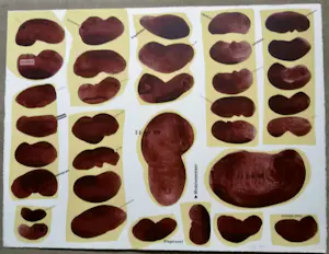 Elizabeth de Vaal - Zeefdruk kopen? Bied vanaf 10!