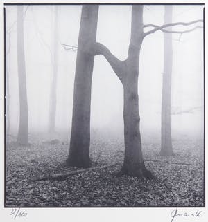 Ralph Janowski - Mooie zwart/wit print, Bos kopen? Bied vanaf 1!