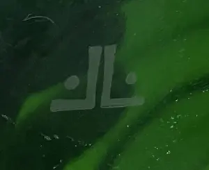 Chris Lanooy - Flesgroene bekervaas uit 1921 - Glasfabriek Leerdam kopen? Bied vanaf 185!