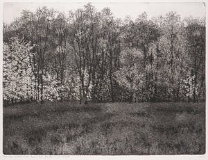 Paulien Wittenrood - Ets, Bos in de herfst kopen? Bied vanaf 70!