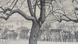 Toine Corstjens - Hoogstam kopen? Bied vanaf 195!