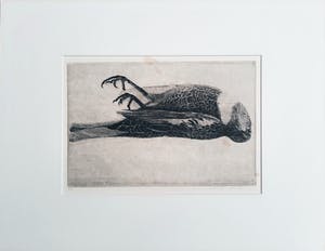 Charles Donker - Dode Beflijster kop naar rechts - bijzondere ets uit 1977 - 21019 kopen? Bied vanaf 275!