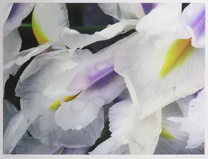 Bert Houweling - Foto, Iris 36 - Ingelijst kopen? Bied vanaf 1!