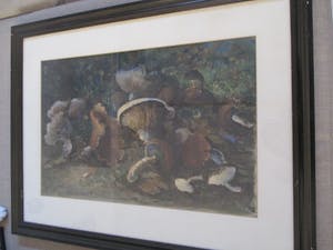 Alex Dorgelo - Ingelijste aquarel paddestoelen kopen? Bied vanaf 25!