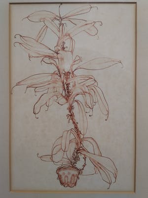 Niet of onleesbaar gesigneerd - Z.T. ''Botanische tekening, in rode inkt.'' Gallerie Oud Ambacht, Muck Douma. kopen? Bied vanaf 1!