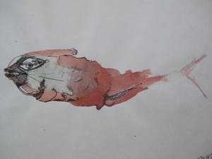 Niet of onleesbaar gesigneerd - aquarel/inkttkening vis kopen? Bied vanaf 10!