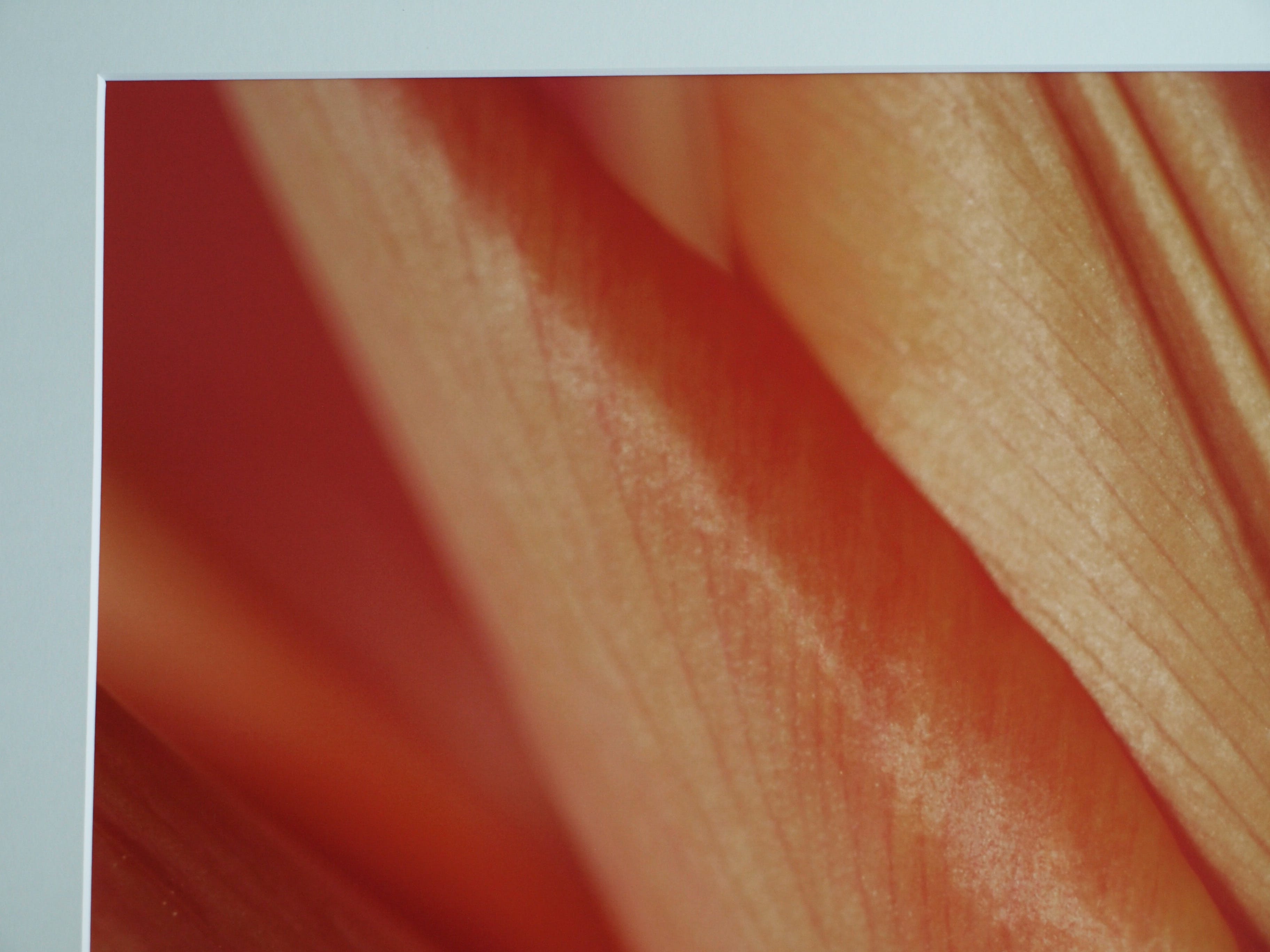 Niet of onleesbaar gesigneerd - Foto , Close-up – ingelijst  kopen? Bied vanaf 1!