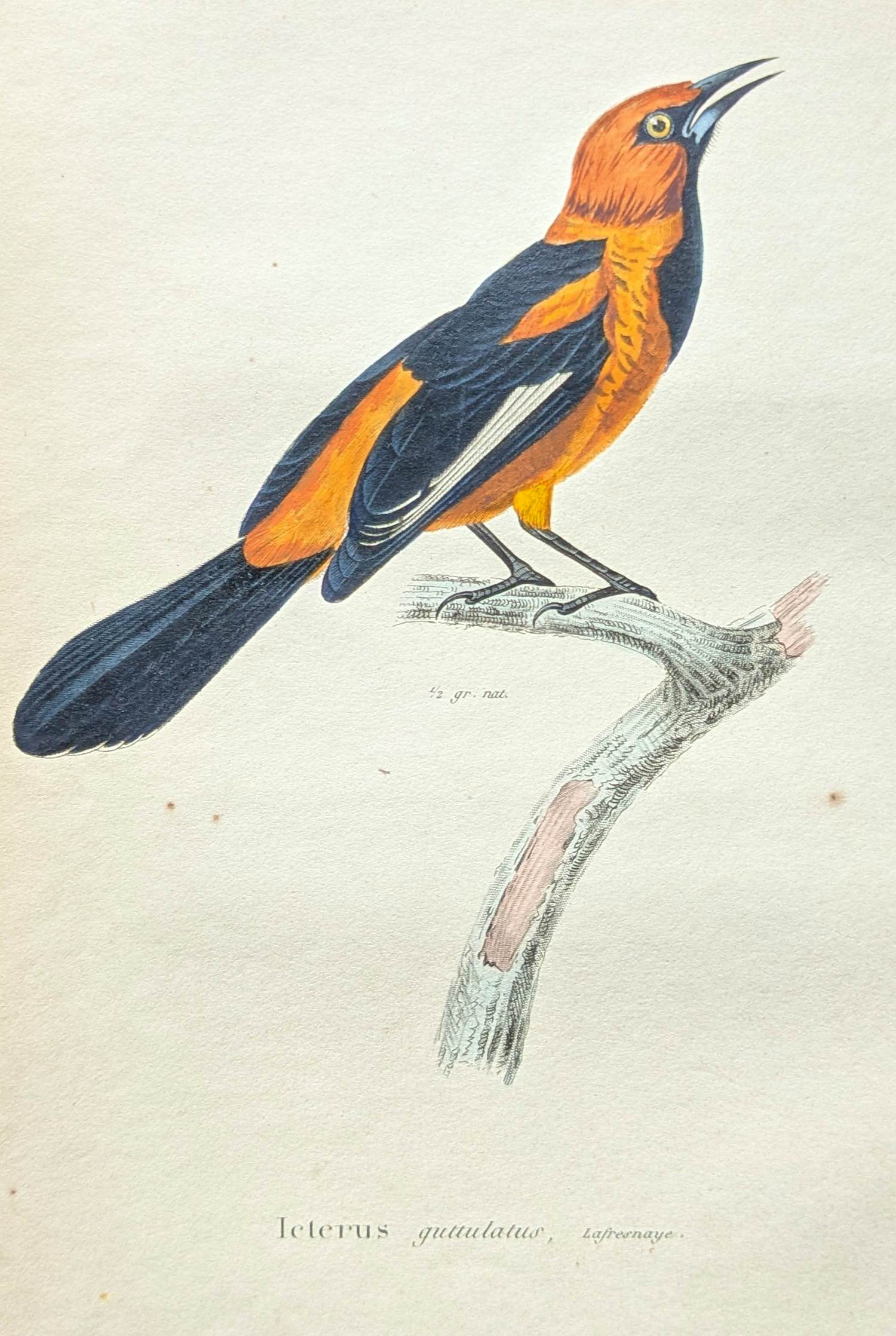 Jean-Gabriel Pretre - handgekleurde gravure vogel "Icterus guttulatus" kopen? Bied vanaf 20!