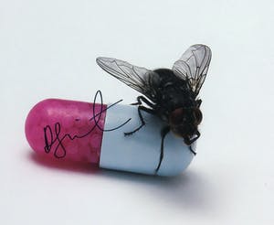 Damien Hirst - Gesigneerde LP-hoes, Red Hot Chili Peppers album: I'm with you - Ingelijst kopen? Bied vanaf 1!