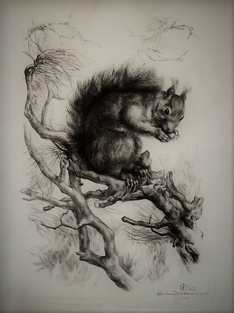 Aart van Dobbenburgh - Groot realistisch Litho "Eekhoorn op boomtak" gesigneerd 1962 kopen? Bied vanaf 1!