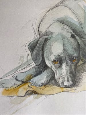 Walty Dudok van Heel - Labrador kopen? Bied vanaf 50!