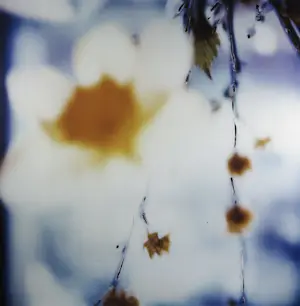 Koen Blanckaert - Set van twee foto's op dibond, Paaslelies (Groot) kopen? Bied vanaf 100!