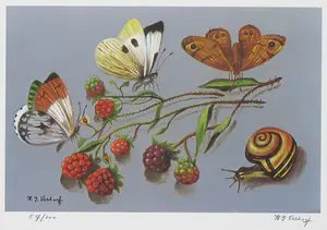 Hans Verhoef - Vlinders en bessen - Ingelijst kopen? Bied vanaf 35!