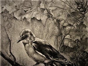 Niet of onleesbaar gesigneerd - Fraaie, in 1939 vervaardigde Lithografie - Specht op tak - gesigneerd kopen? Bied vanaf 1!