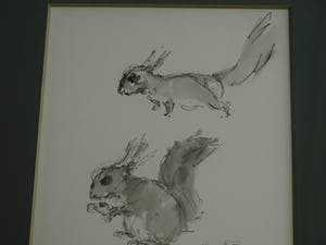 Niet of onleesbaar gesigneerd - Ingelijste pentekening en gewassen inkt , “Eekhoorn“ kopen? Bied vanaf 1!