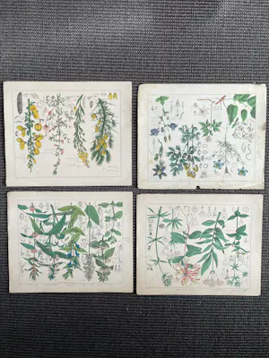 Corneille Antoine Jean Abram Oudemans - Flora van Nederland kopen? Bied vanaf 200!