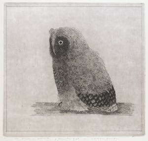 Charles Donker - Ets, Uiltje kopen? Bied vanaf 350!