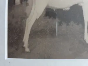 Jan Mankes - Geit. Heliogravure. Ingelijst. kopen? Bied vanaf 129!