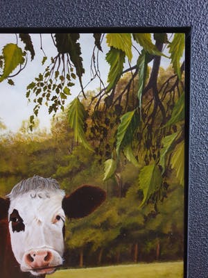 Jan Teunissen - Twee kalveren in weiland kopen? Bied vanaf 200!