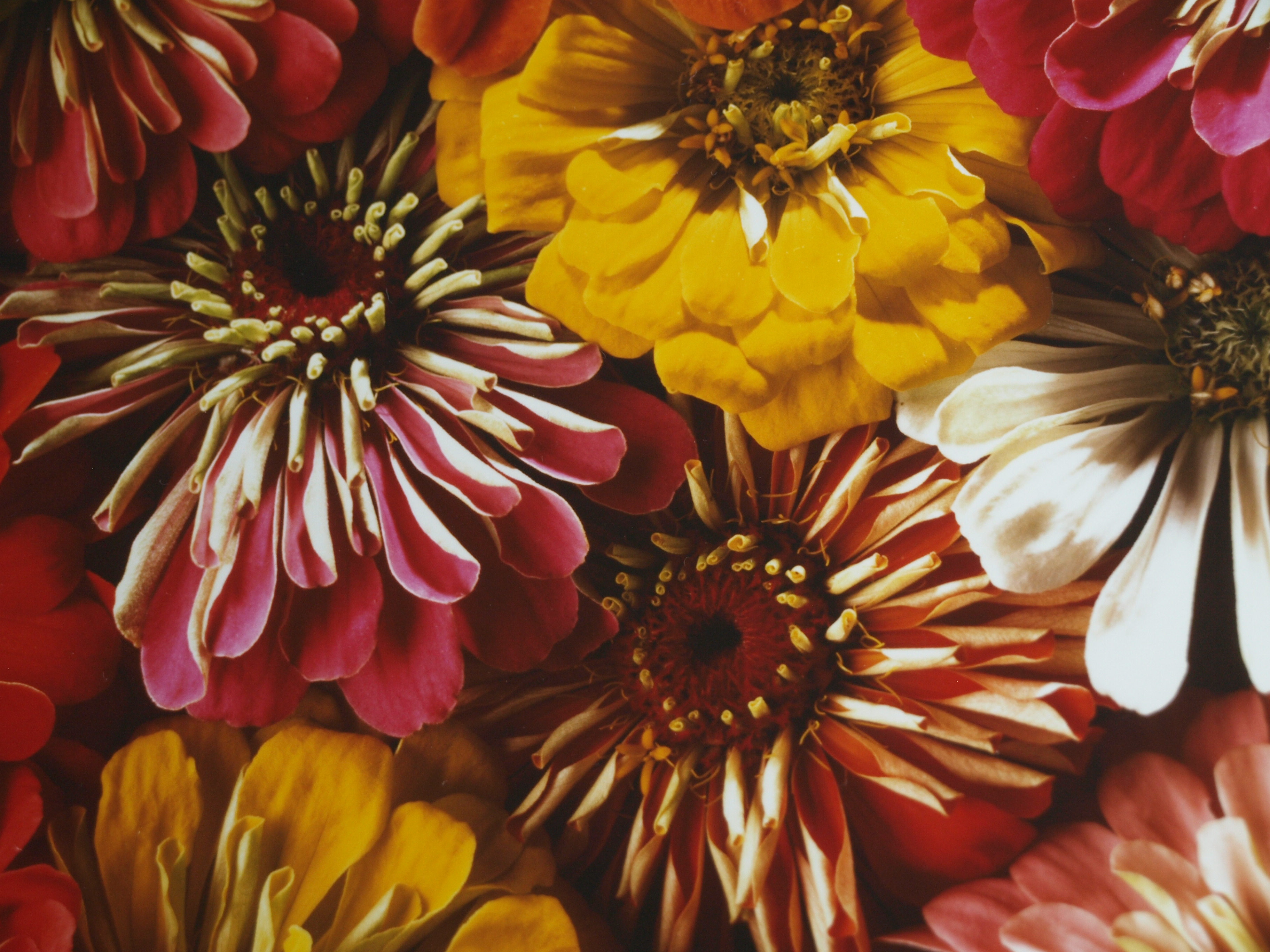 Paul Huf - Foto , Flowers , Bloemen – gesigneerd & ingelijst - 1984 - 60 x 50 cm kopen? Bied vanaf 75!