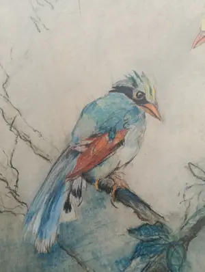 Johanna Pieneman - Drie (jacht) Eksters kopen? Bied vanaf 95!