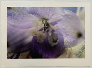 Marc Mulders - kleurendruk - 'Delphinium' - 2010 kopen? Bied vanaf 240!