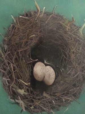 Niet of onleesbaar gesigneerd - Nest (Opbrengst naar stichting) kopen? Bied vanaf 1!