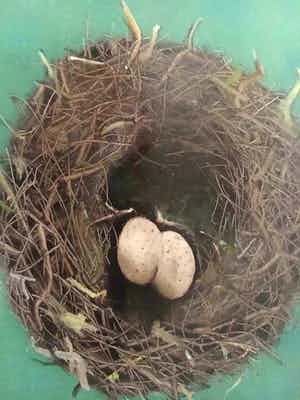 Niet of onleesbaar gesigneerd - Nest (Opbrengst naar stichting) verkocht voor € 1!