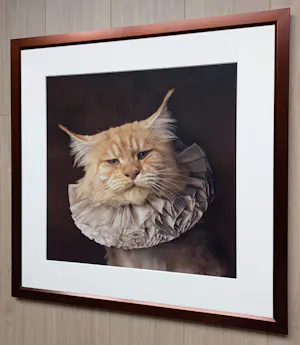 Marie Cecile Thijs - White Collar Cat III, lambdaprint (prachtig ingelijst) kopen? Bied vanaf 1500!