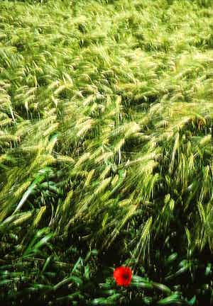 Paul Huf - Foto, Zonder titel - Ingelijst verkocht voor € 1!