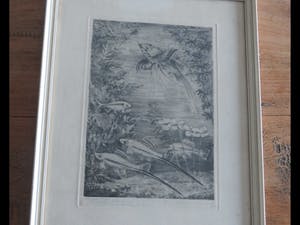 Frans IJserinkhuijsen - Tropische vissen kopen? Bied vanaf 1!