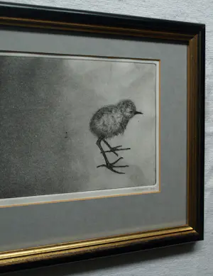 Uto Hogerzeil - Ingelijste ets en aquatint , Jonge Grutto (?) – 1979 – Lijst, 28 x 63 cm. kopen? Bied vanaf 80!