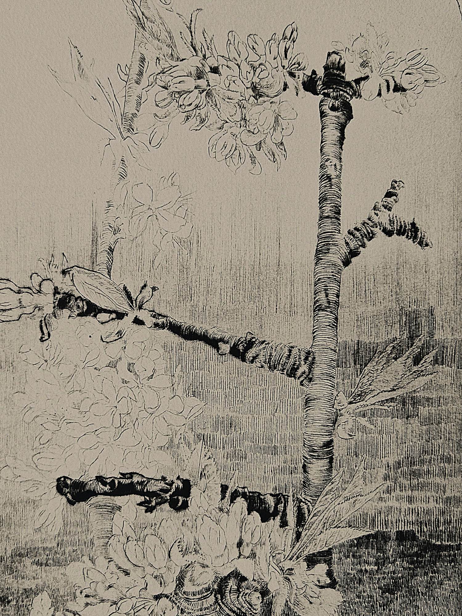 Gerard van Rooy - Magnifieke ets- 1975 - Appelbloesem- druk vd etser - potloodgesigneerd kopen? Bied vanaf 38!